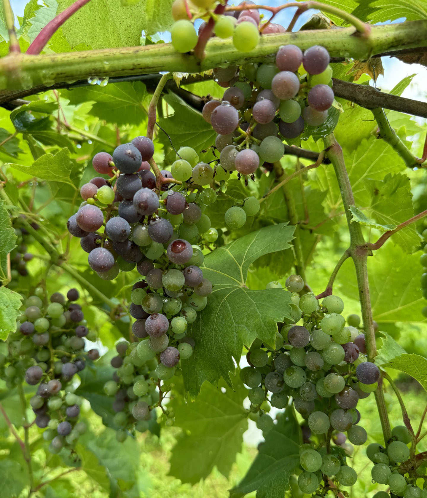 Grapes changing color from green to purple.